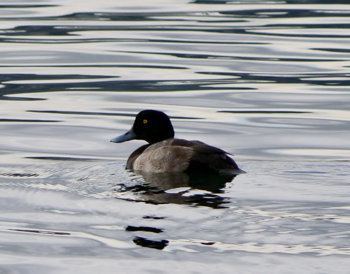 Greater Scaup - ML642450376