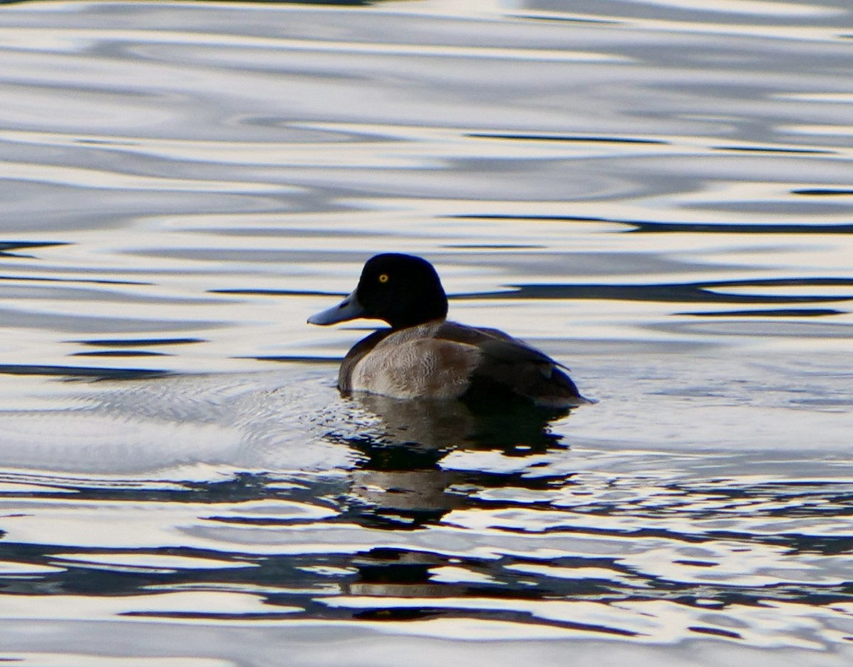 Greater Scaup - ML642450380