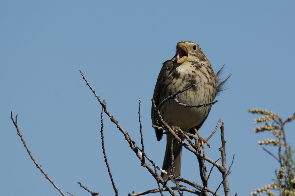 Corn Bunting - ML642450391