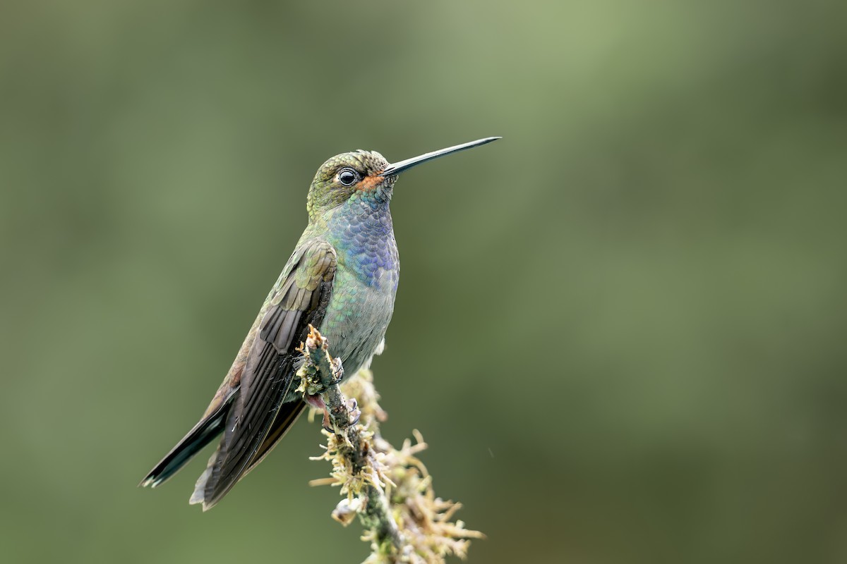 Rufous-gaped Hillstar - ML642450392