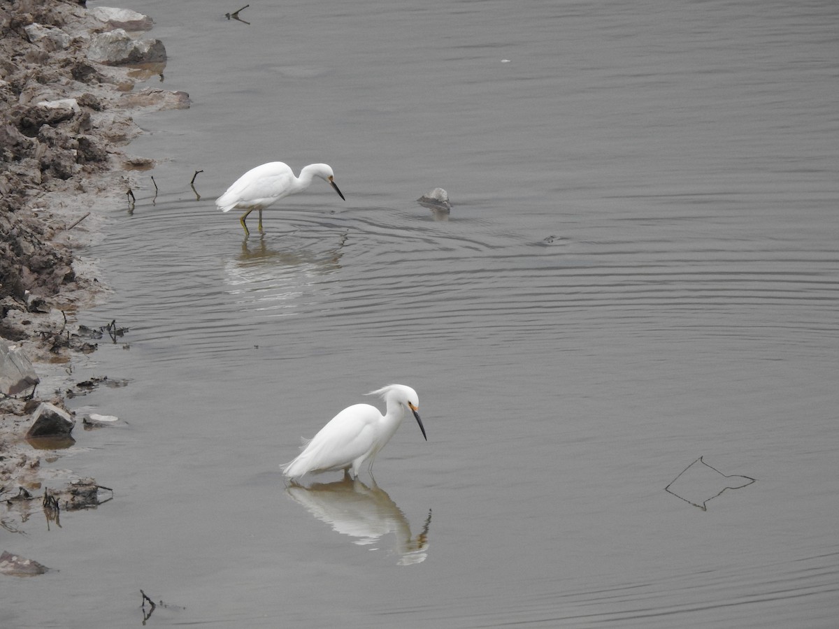 Snowy Egret - ML642450399