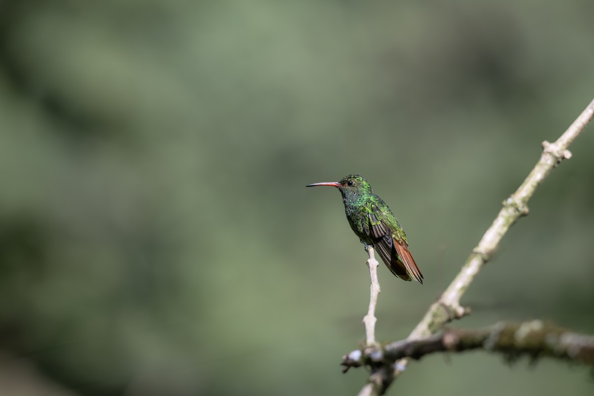 Rufous-tailed Hummingbird - ML642450406