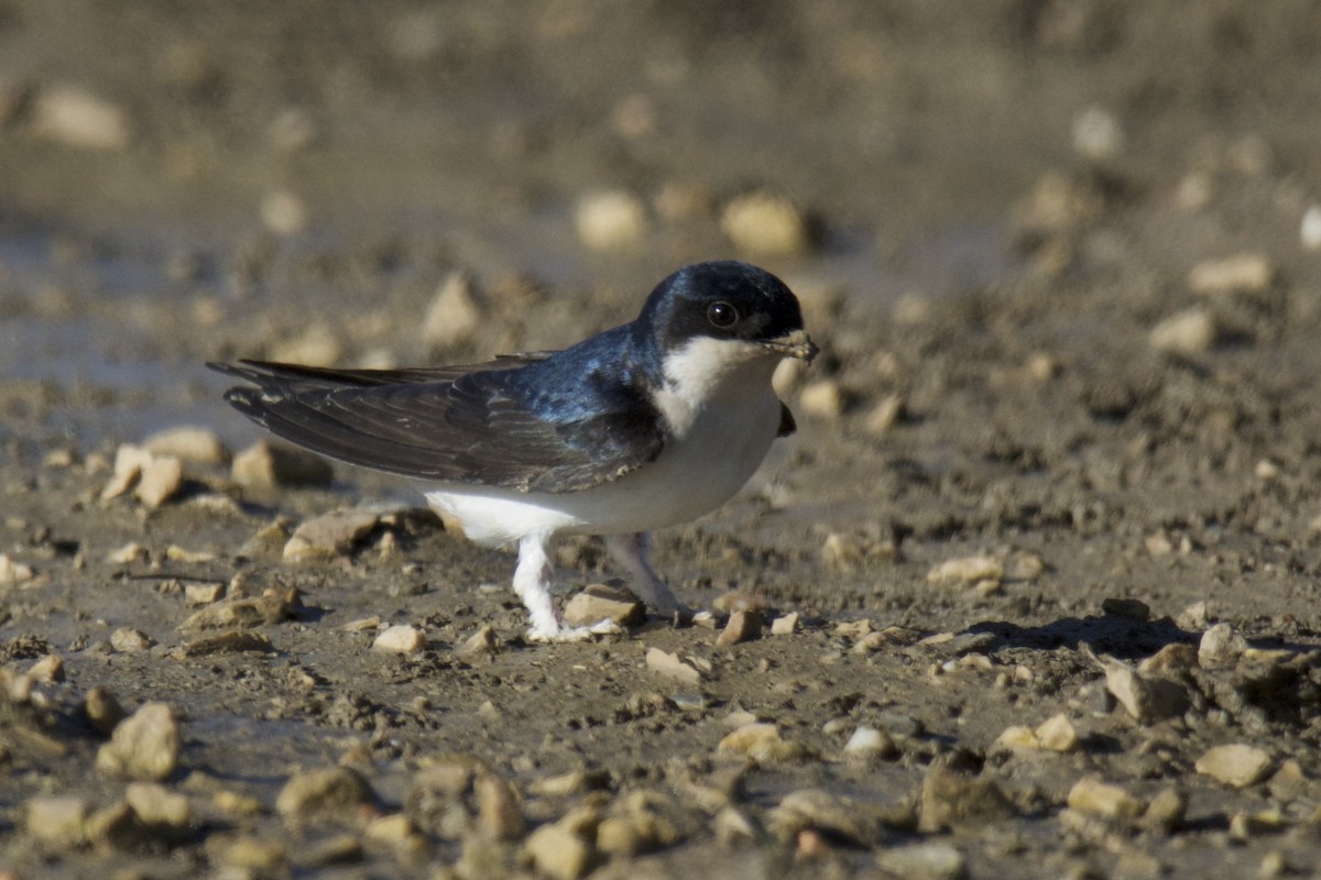 Western House-Martin - ML642450407