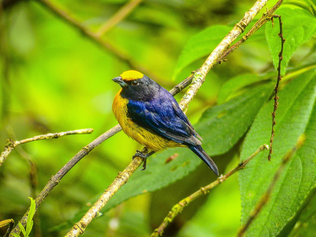 Orange-bellied Euphonia - ML642450416