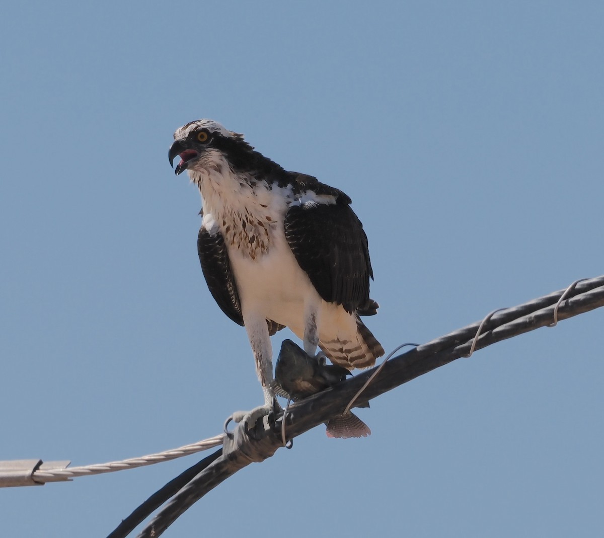 Águila Pescadora (americana) - ML642450444
