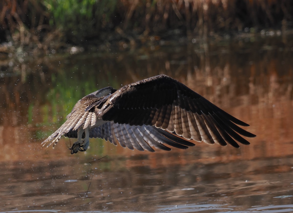 Águila Pescadora (americana) - ML642450445