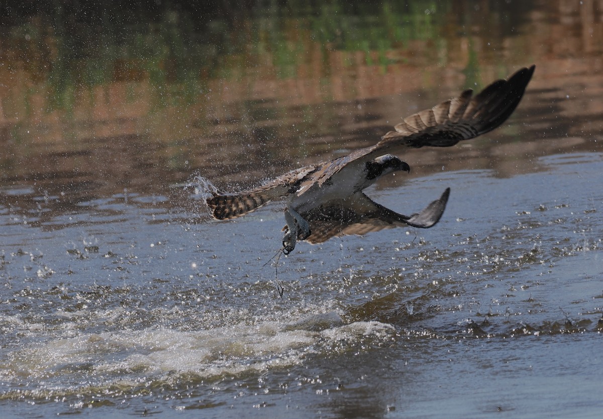 Águila Pescadora (americana) - ML642450446