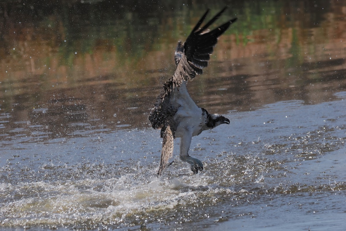 Águila Pescadora (americana) - ML642450447