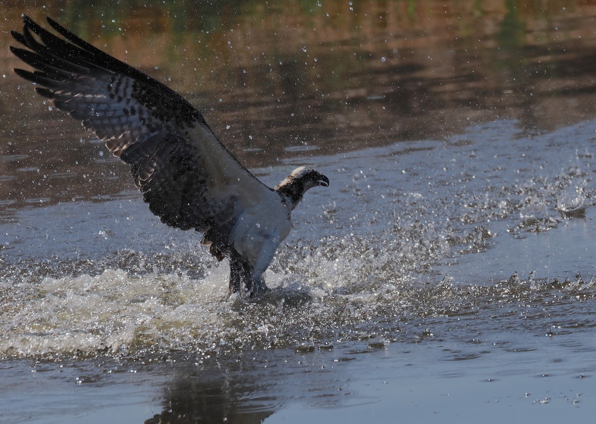 Águila Pescadora (americana) - ML642450448