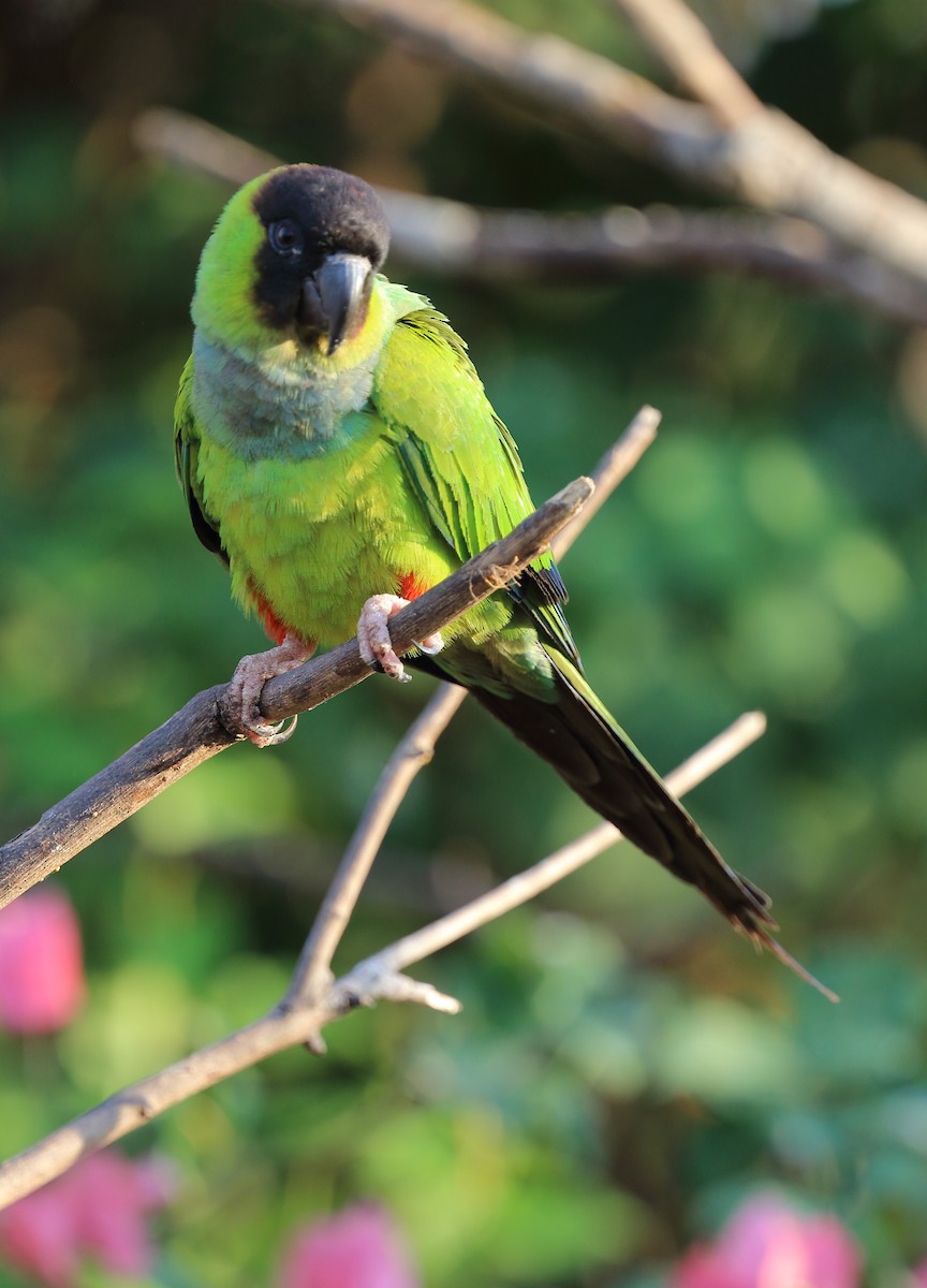 Aratinga Ñanday - ML642450452