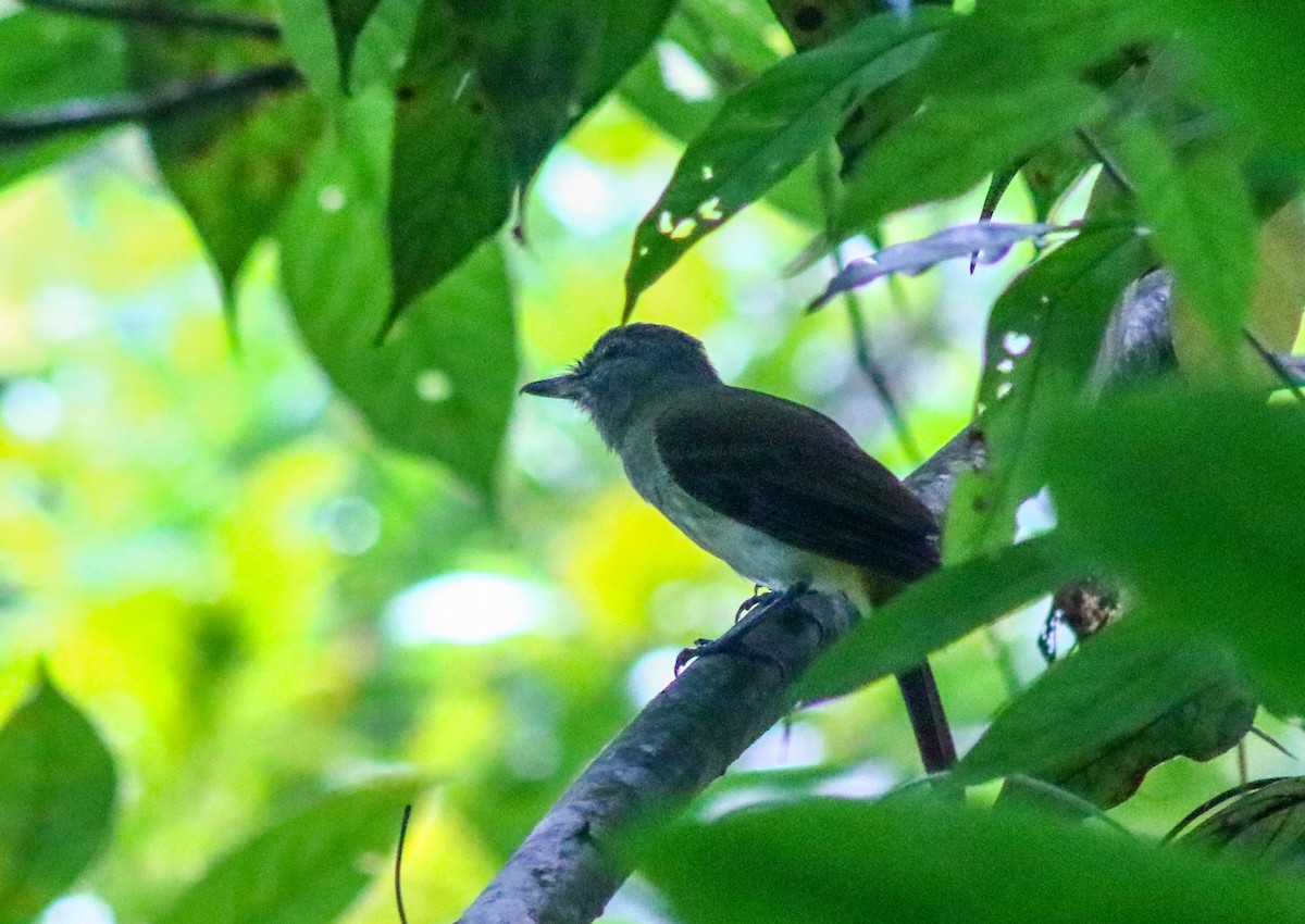 Bright-rumped Attila - ML642450486