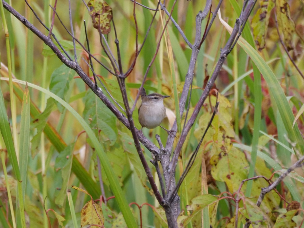 Marsh Wren - ML642450487