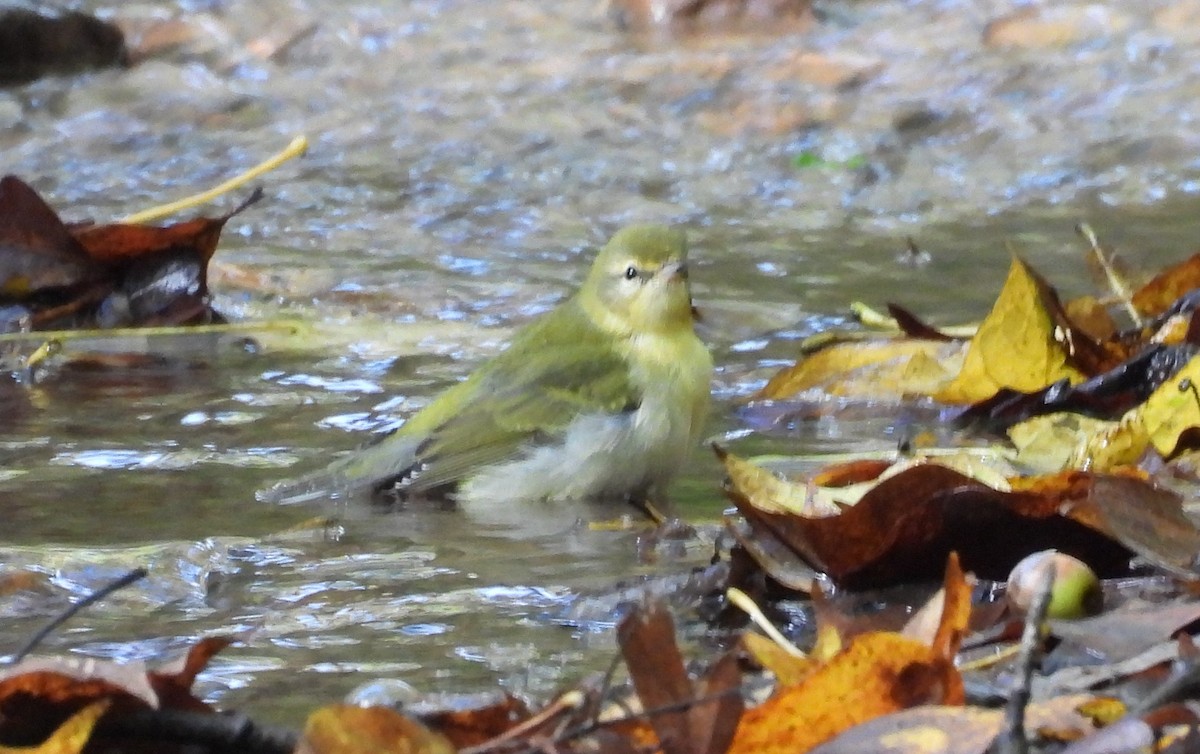 Tennessee Warbler - ML642450505