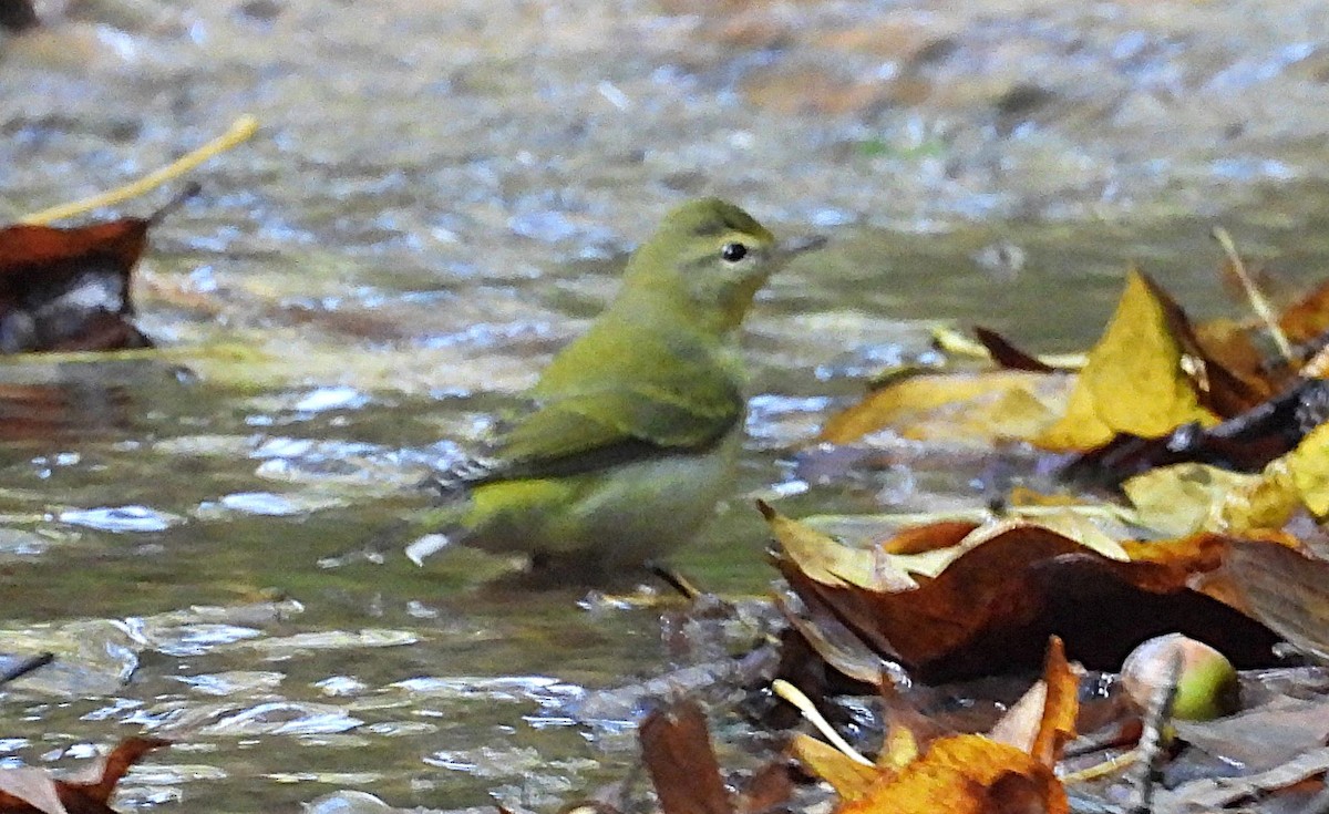 Tennessee Warbler - ML642450506