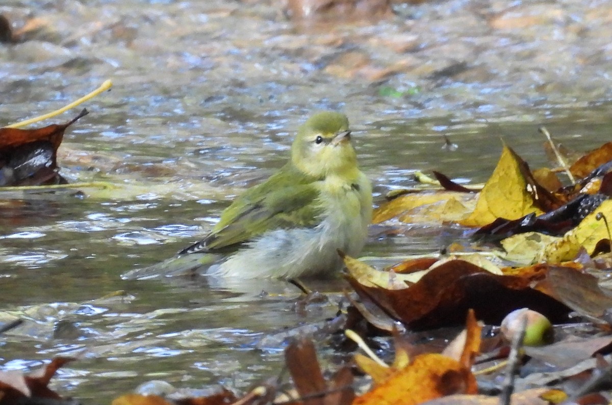 Tennessee Warbler - ML642450507
