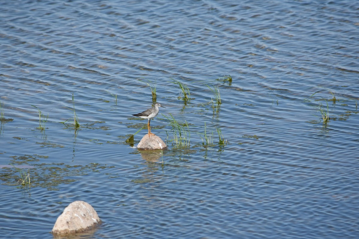 Lesser/Greater Yellowlegs - ML642450526