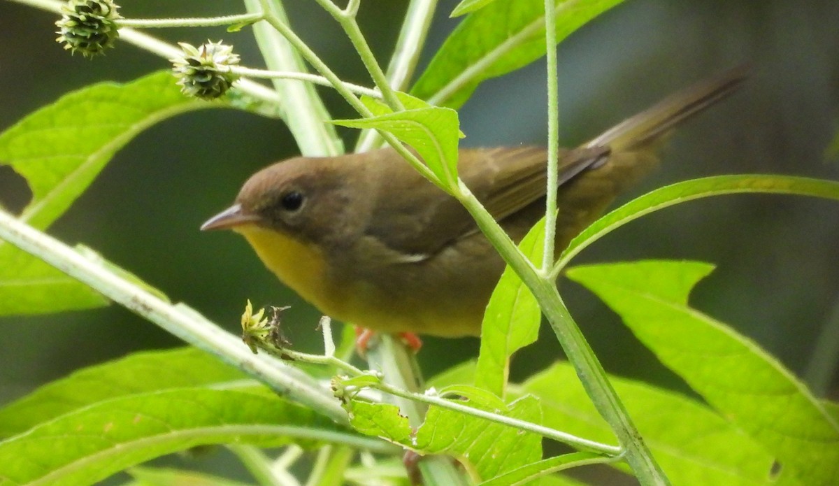 Common Yellowthroat - ML642450528