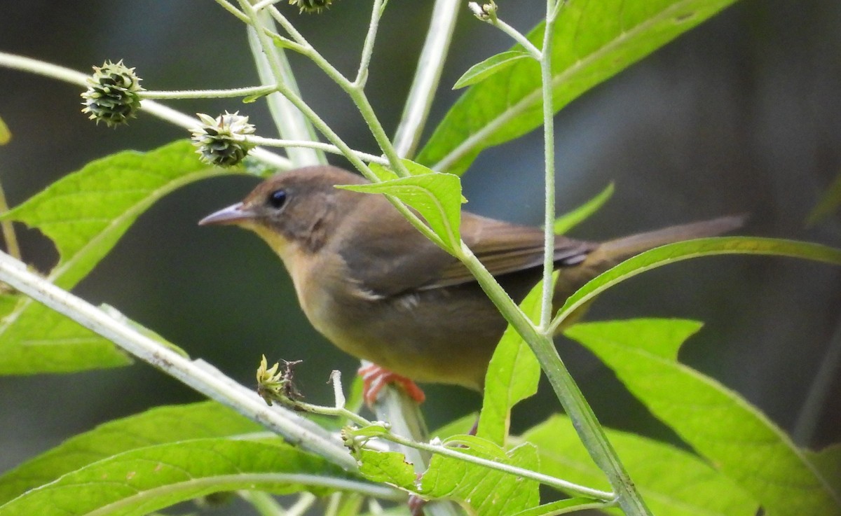 Common Yellowthroat - ML642450529