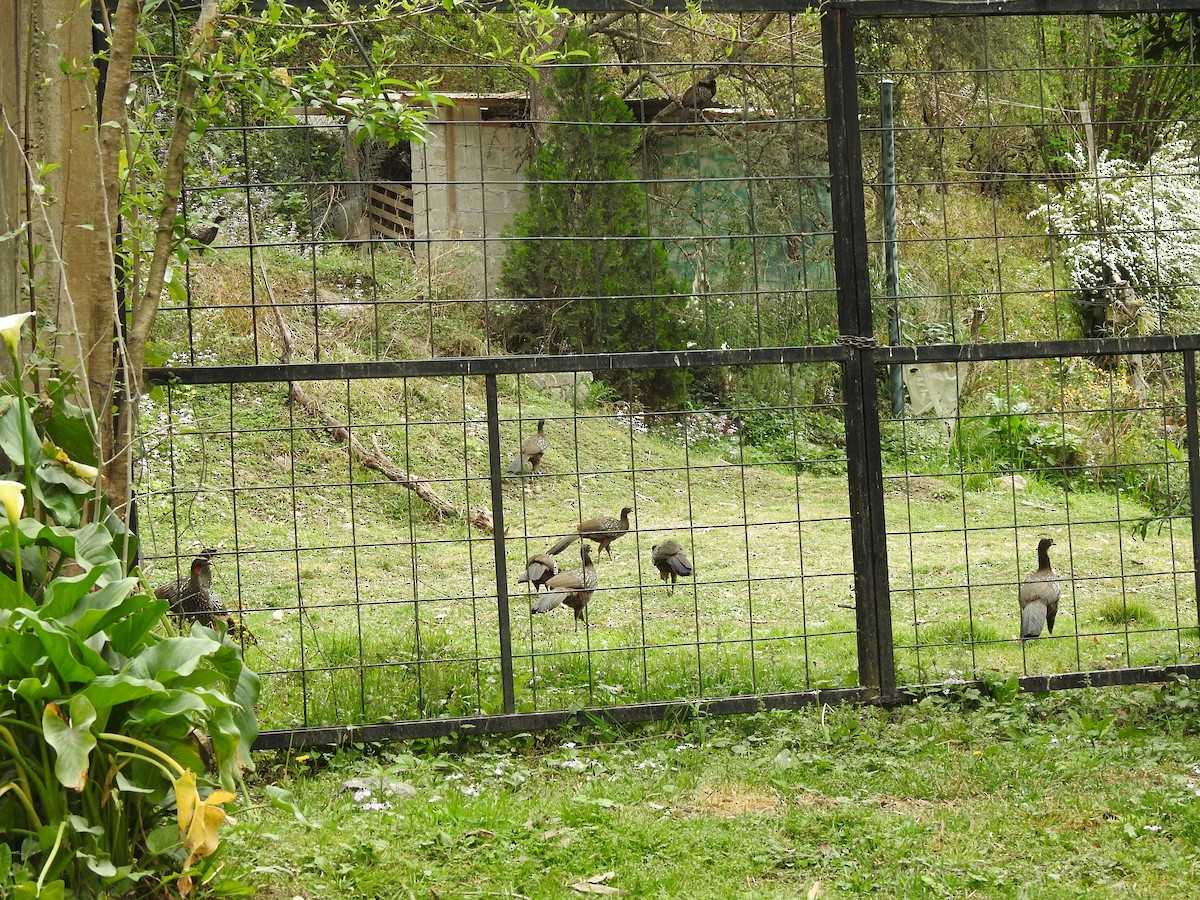 Yungas Guan - ML642450538
