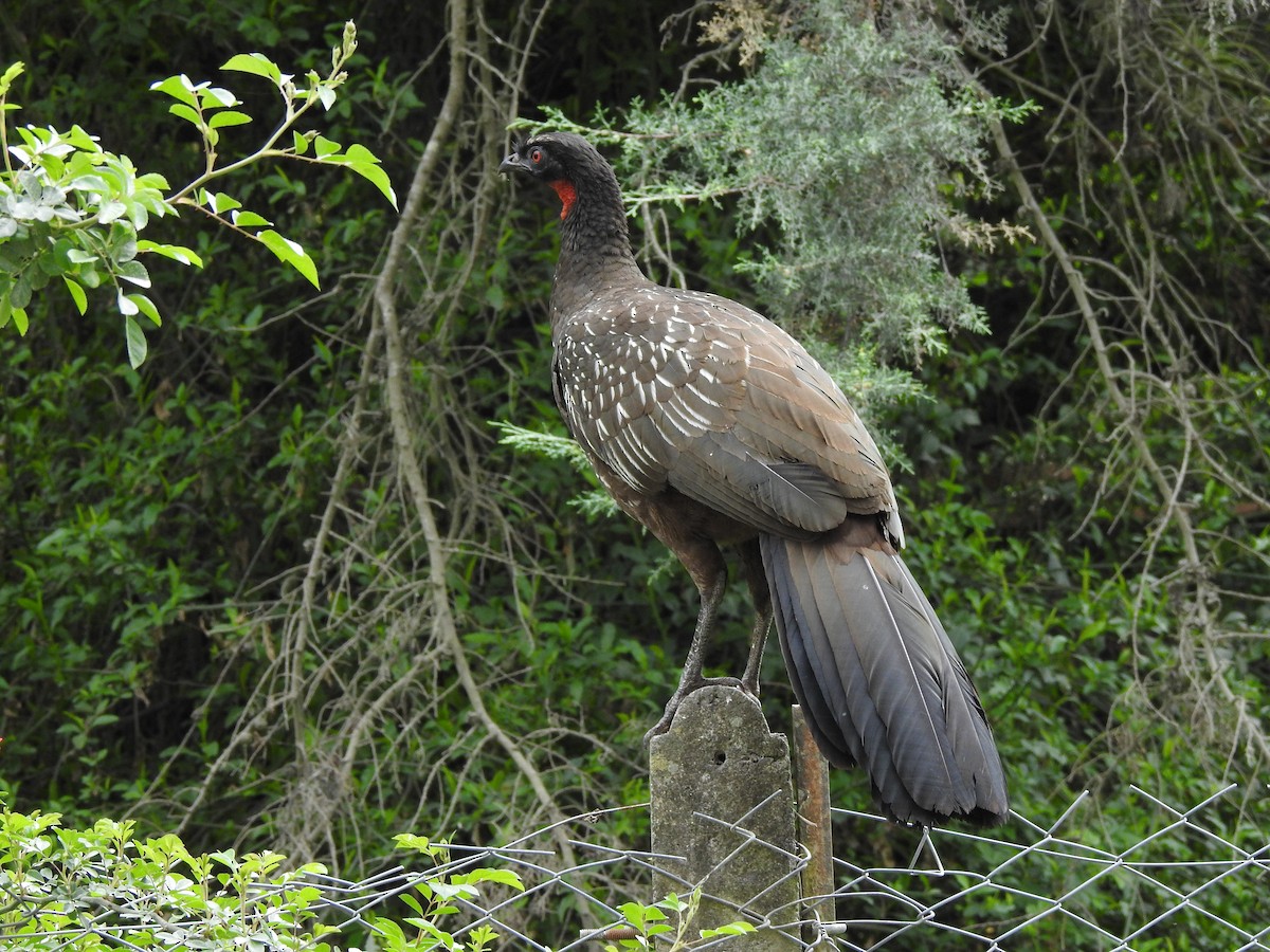 Yungas Guan - ML642450539