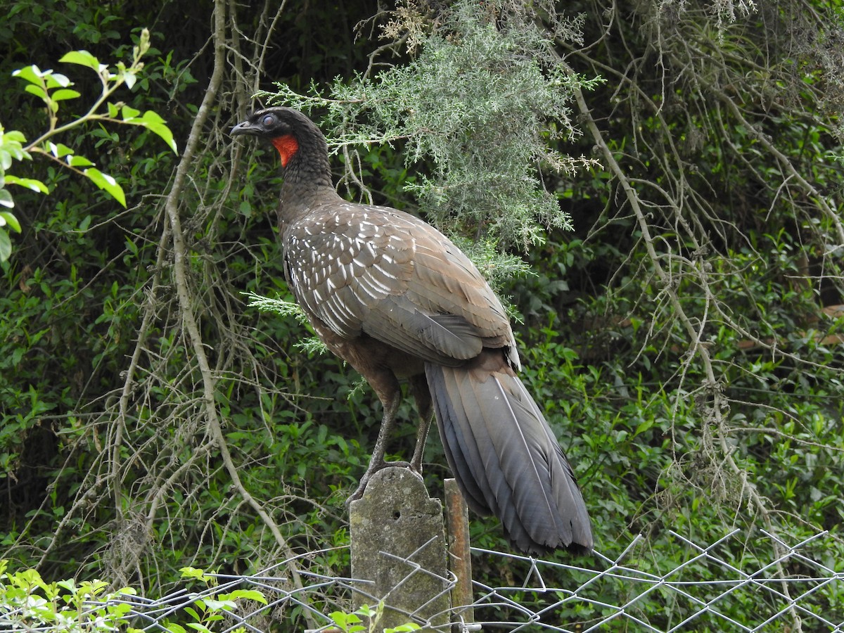 Yungas Guan - ML642450540