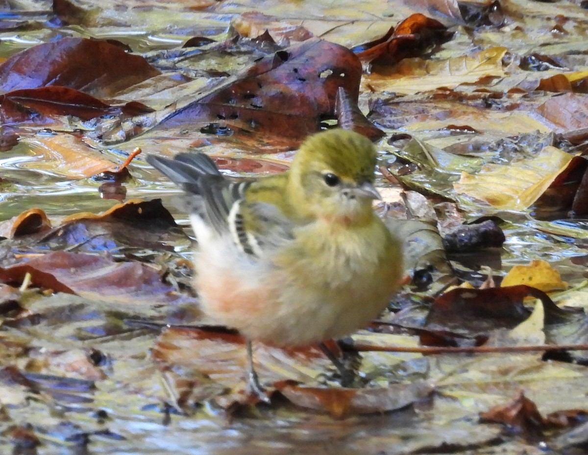 Bay-breasted Warbler - ML642450570