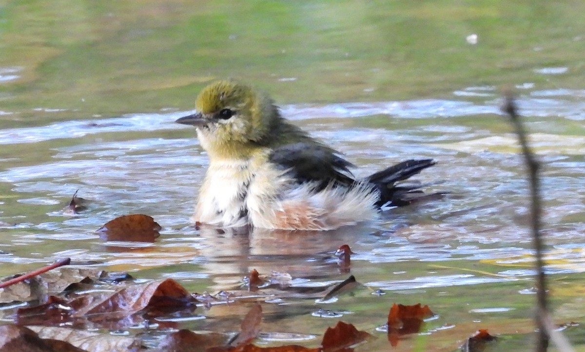 Bay-breasted Warbler - ML642450571