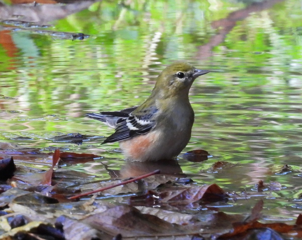 Bay-breasted Warbler - ML642450572