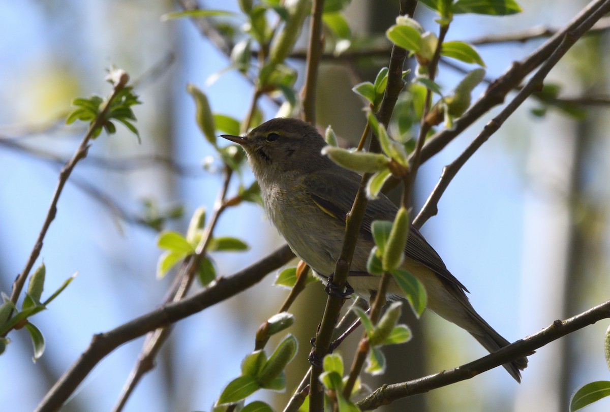 Урианхайн дууч шувуу - ML642450574