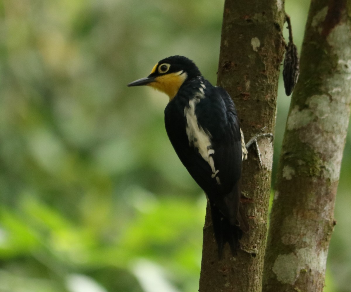 Yellow-fronted Woodpecker - ML642450596