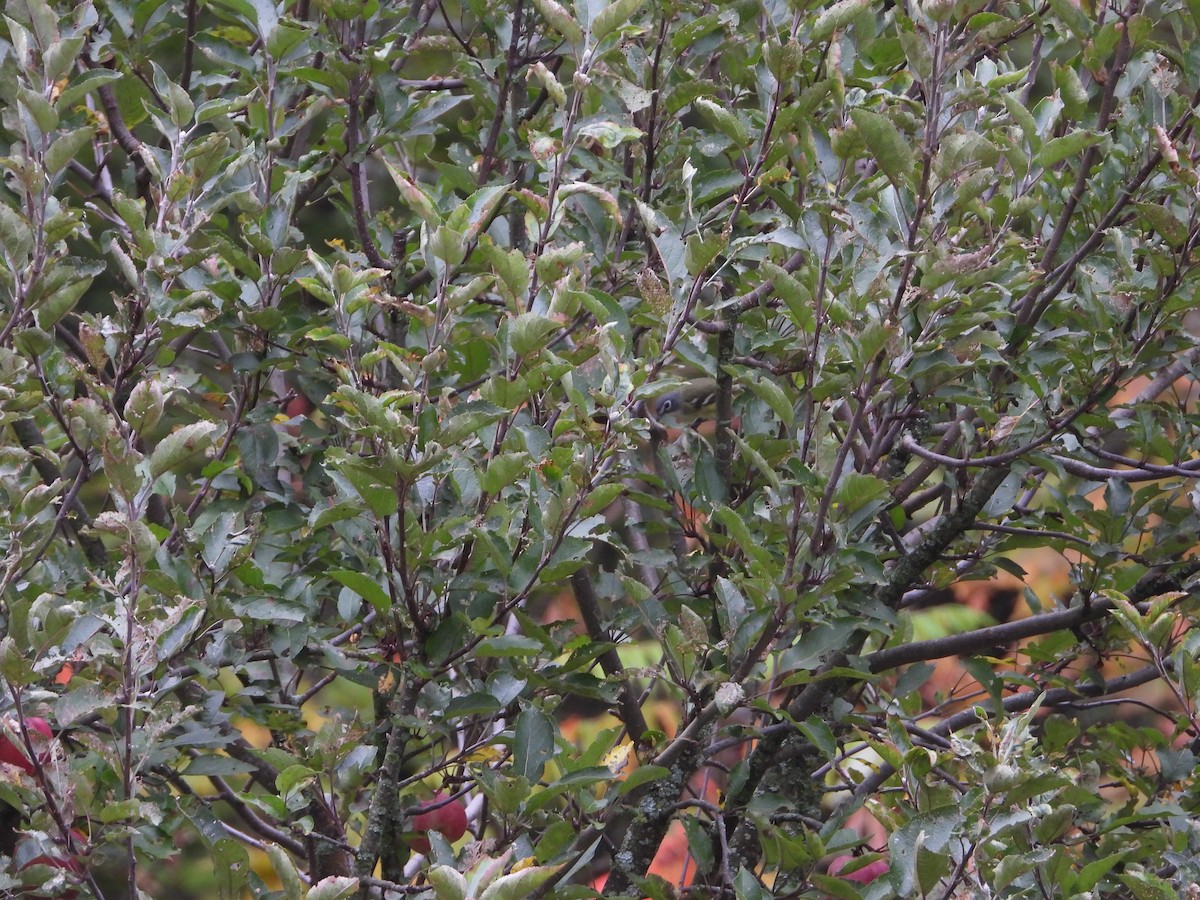 Blue-headed Vireo - ML642450598