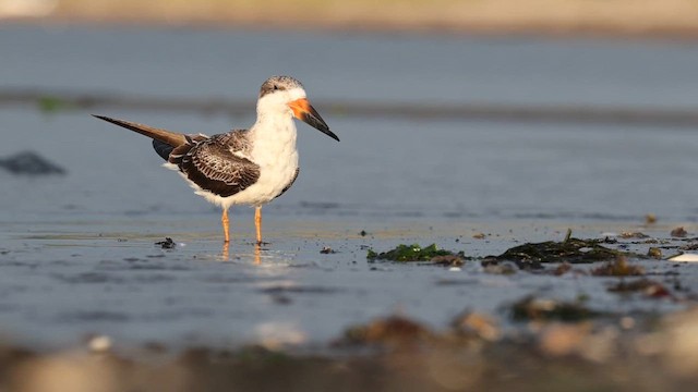 Водоріз американський - ML642450600