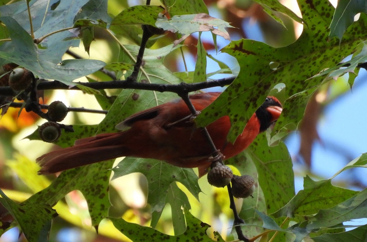 Northern Cardinal - ML642450602