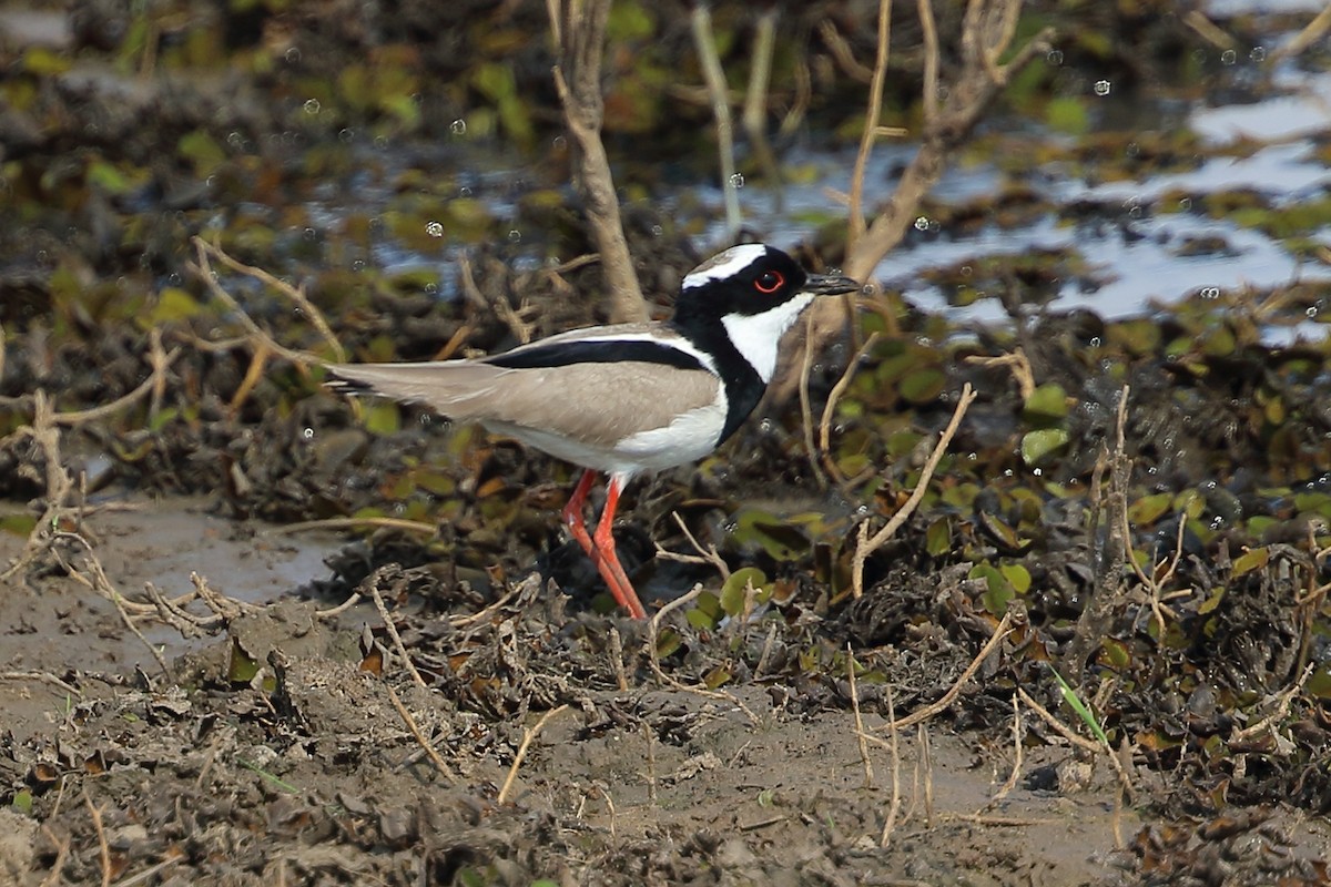 Pied Plover - ML642450604