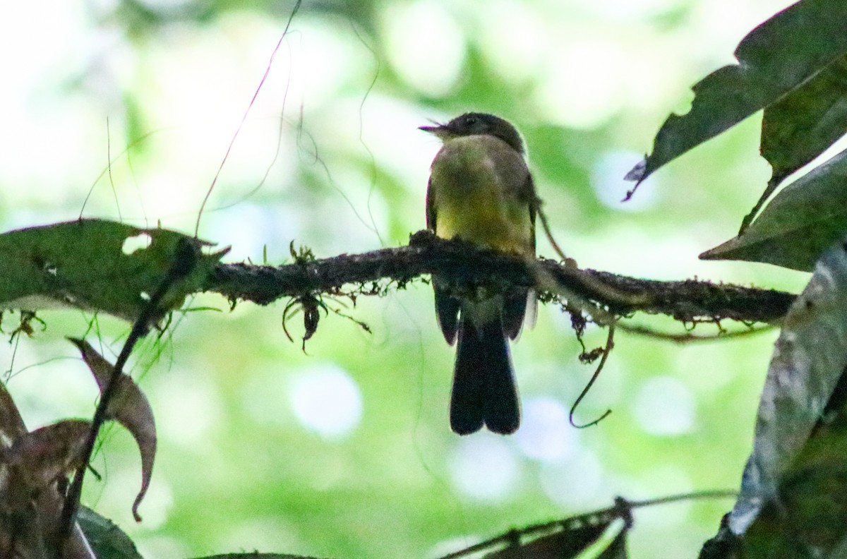 Black-tailed Flycatcher - ML642450605