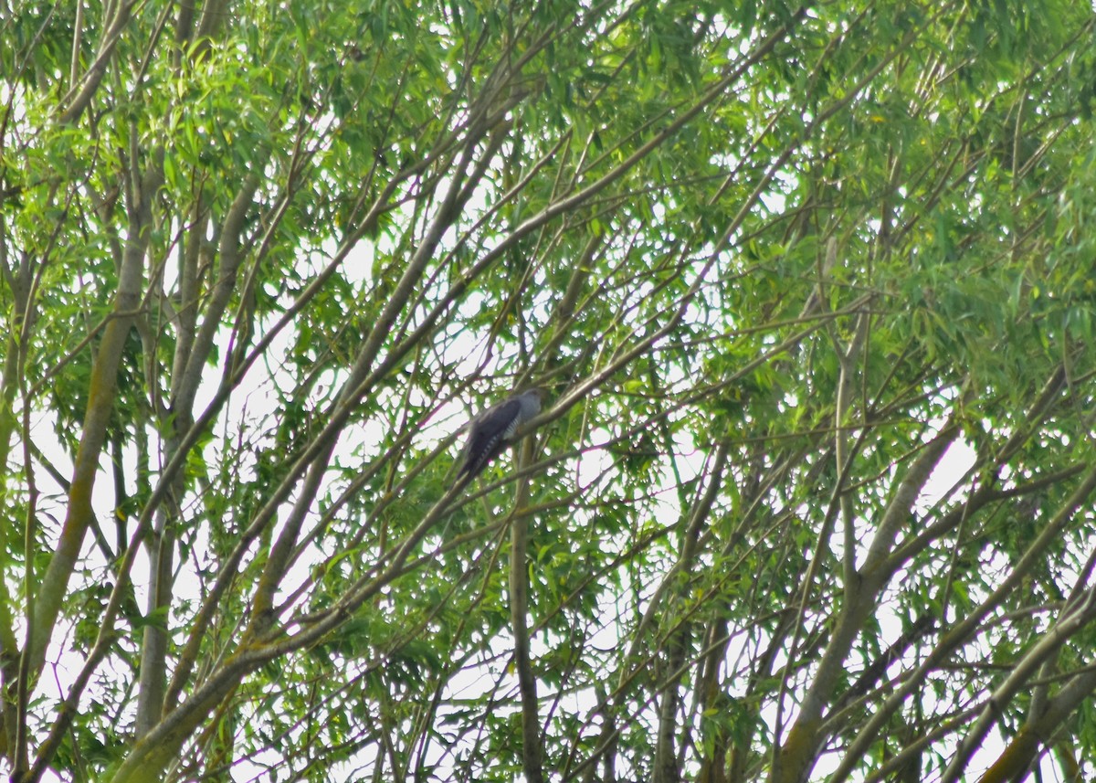 Common Cuckoo - ML642450610