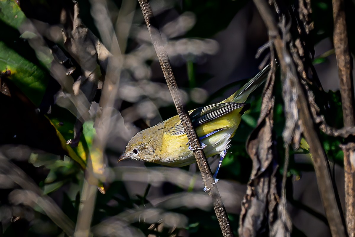 Bell's Vireo - ML642450613