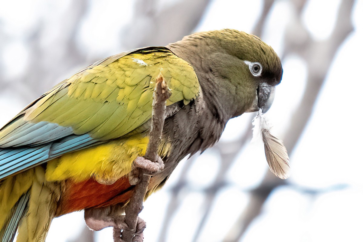 Burrowing Parakeet - ML642450616