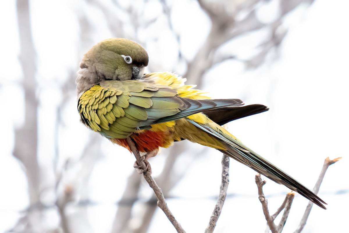 Burrowing Parakeet - ML642450617