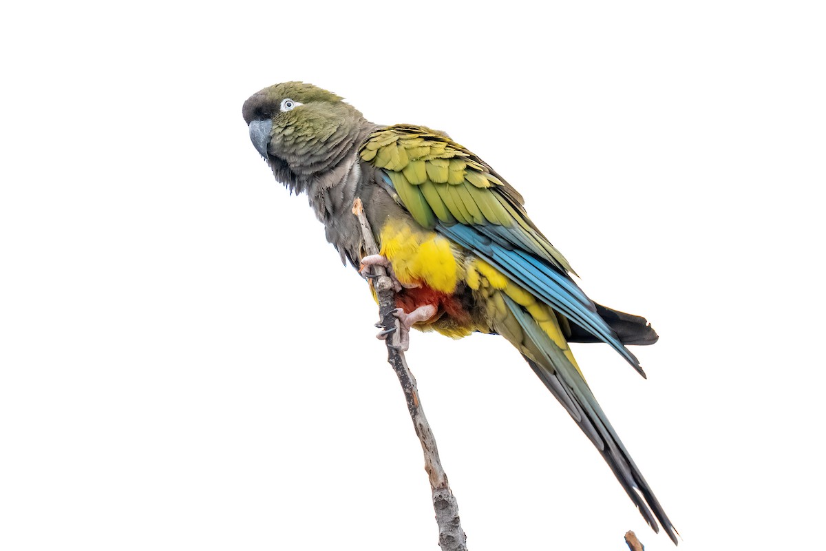 Burrowing Parakeet - ML642450618