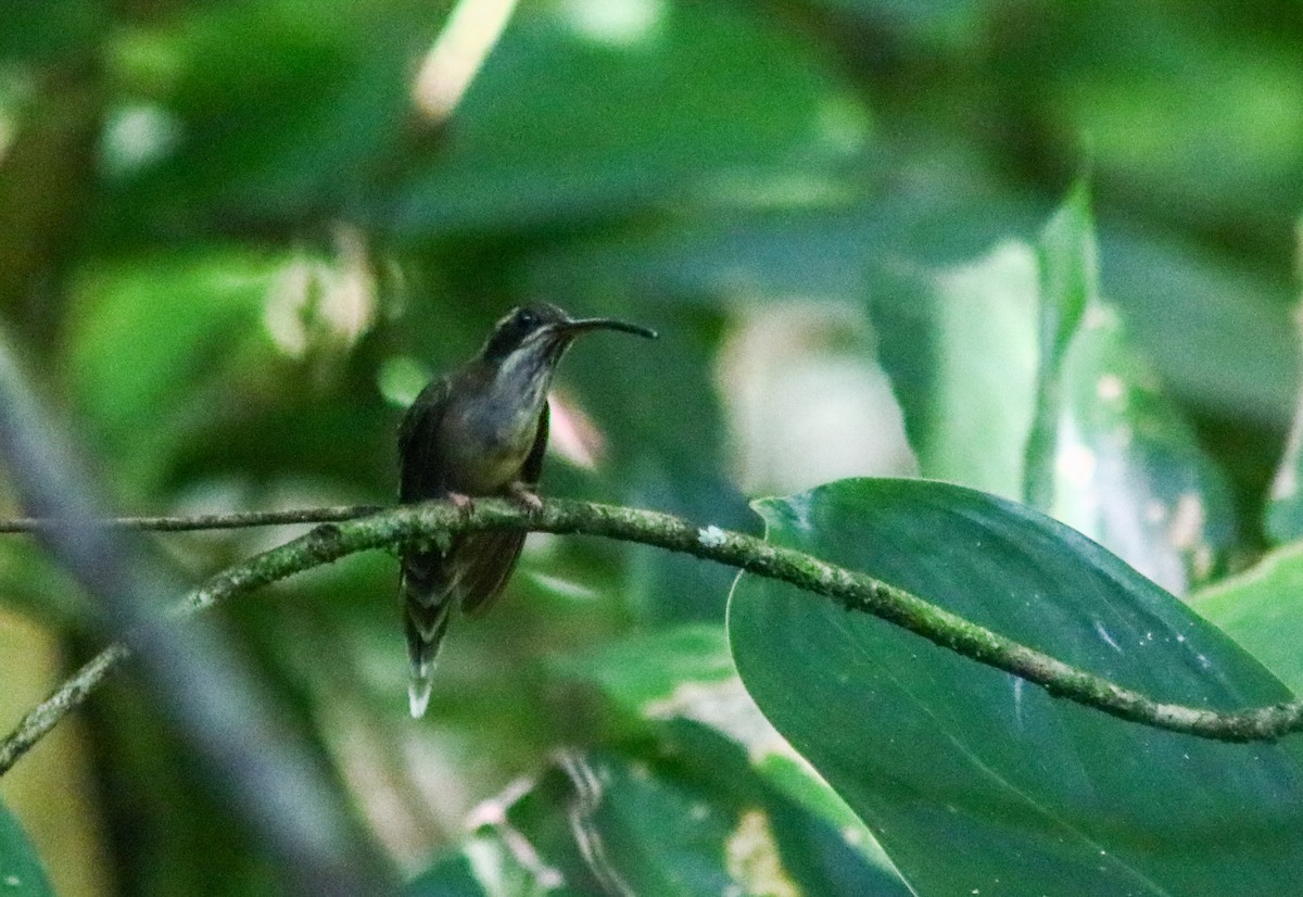 Stripe-throated Hermit - ML642450620