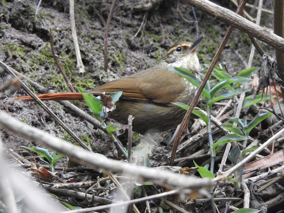 Buff-browed Foliage-gleaner - ML642450630