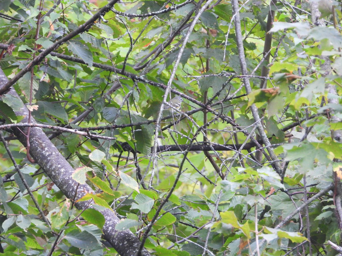 Blue-headed Vireo - ML642450631