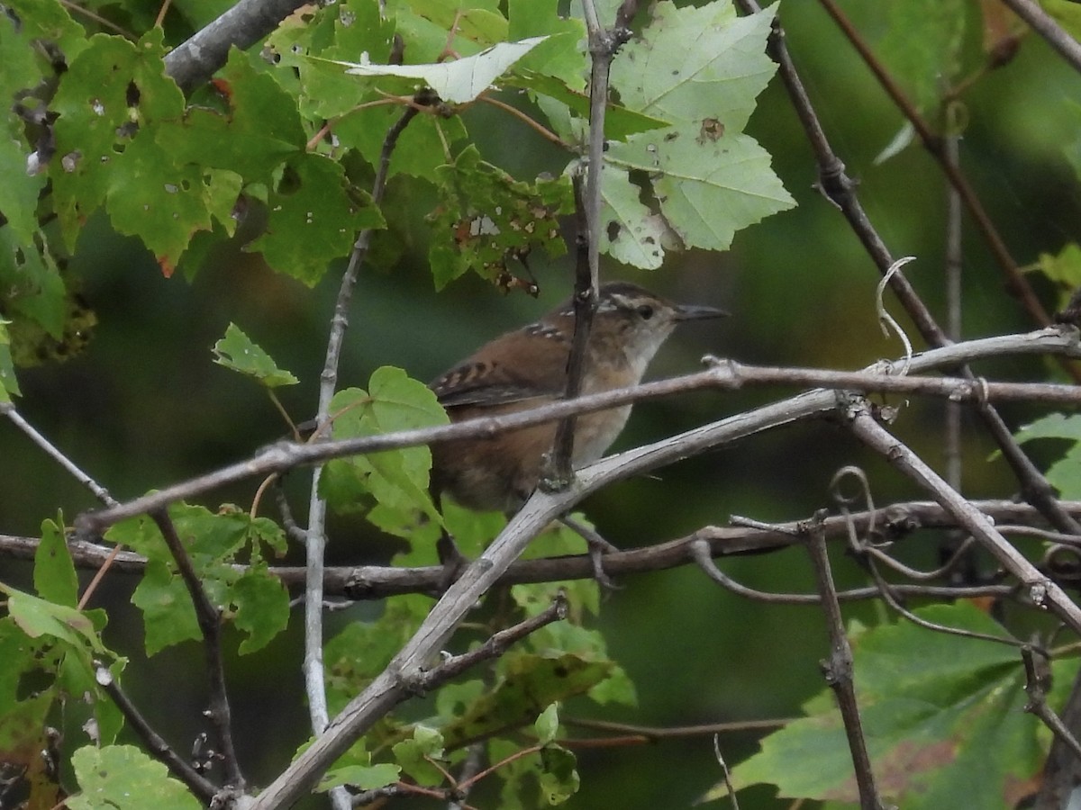 Marsh Wren - ML642450665