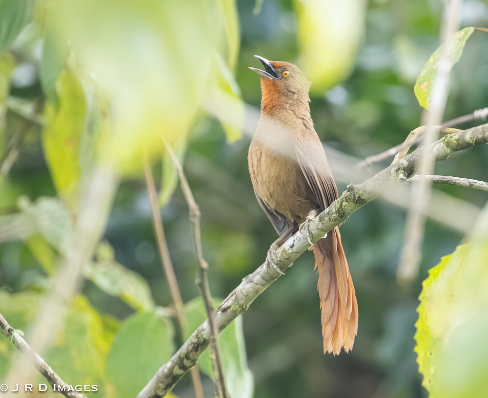 Orange-eyed Thornbird - ML642450693