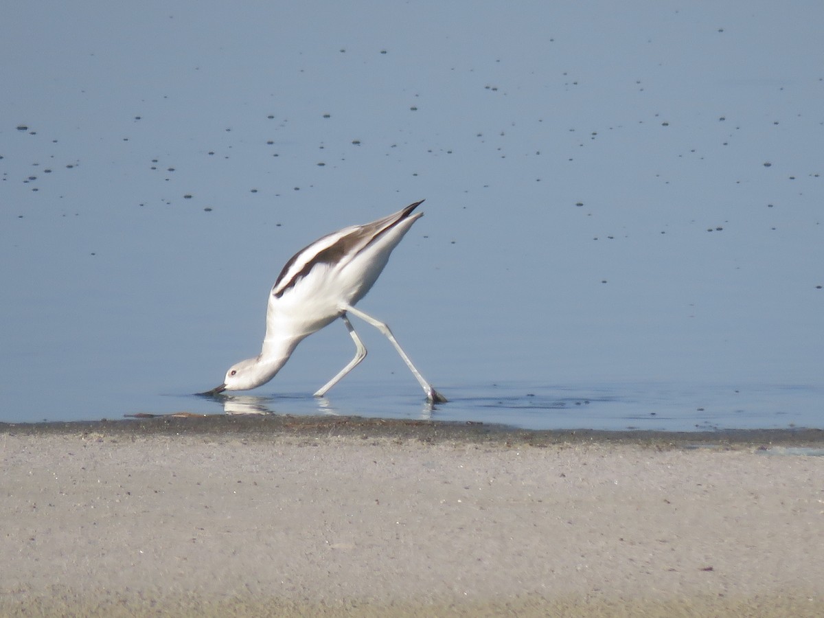 American Avocet - ML642450709