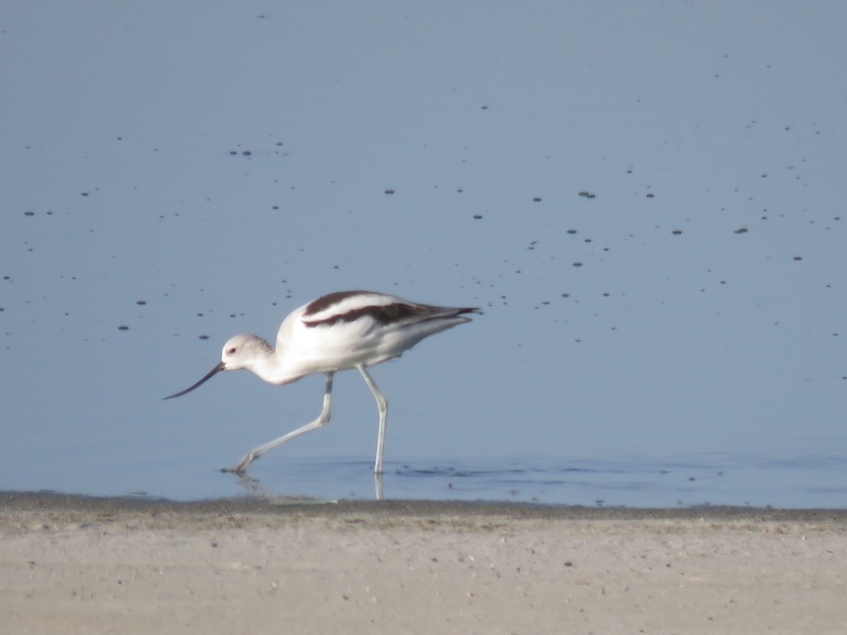 American Avocet - ML642450710