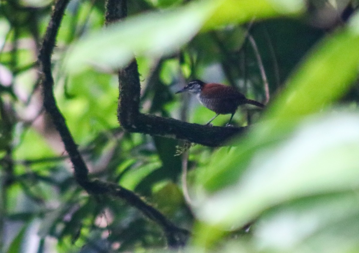 Bay Wren - ML642450711