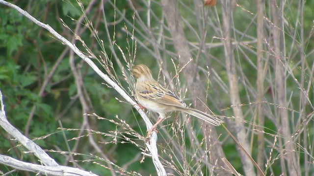 Clay-colored Sparrow - ML642450732