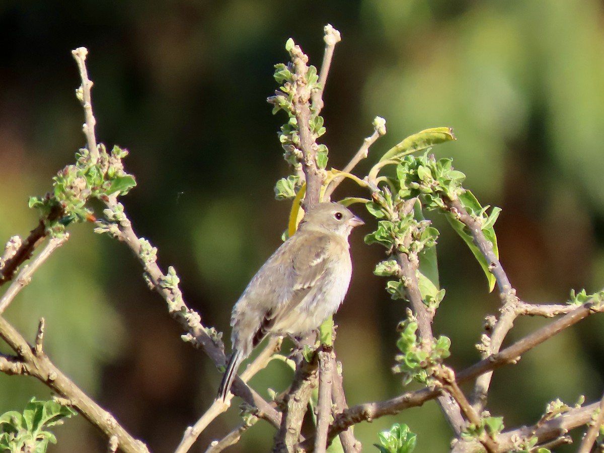 Passerin azuré - ML642450733